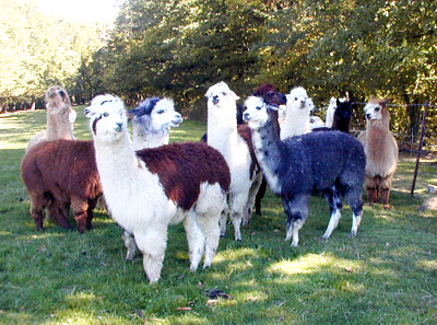 alpagas de la ferme de l'altiplano